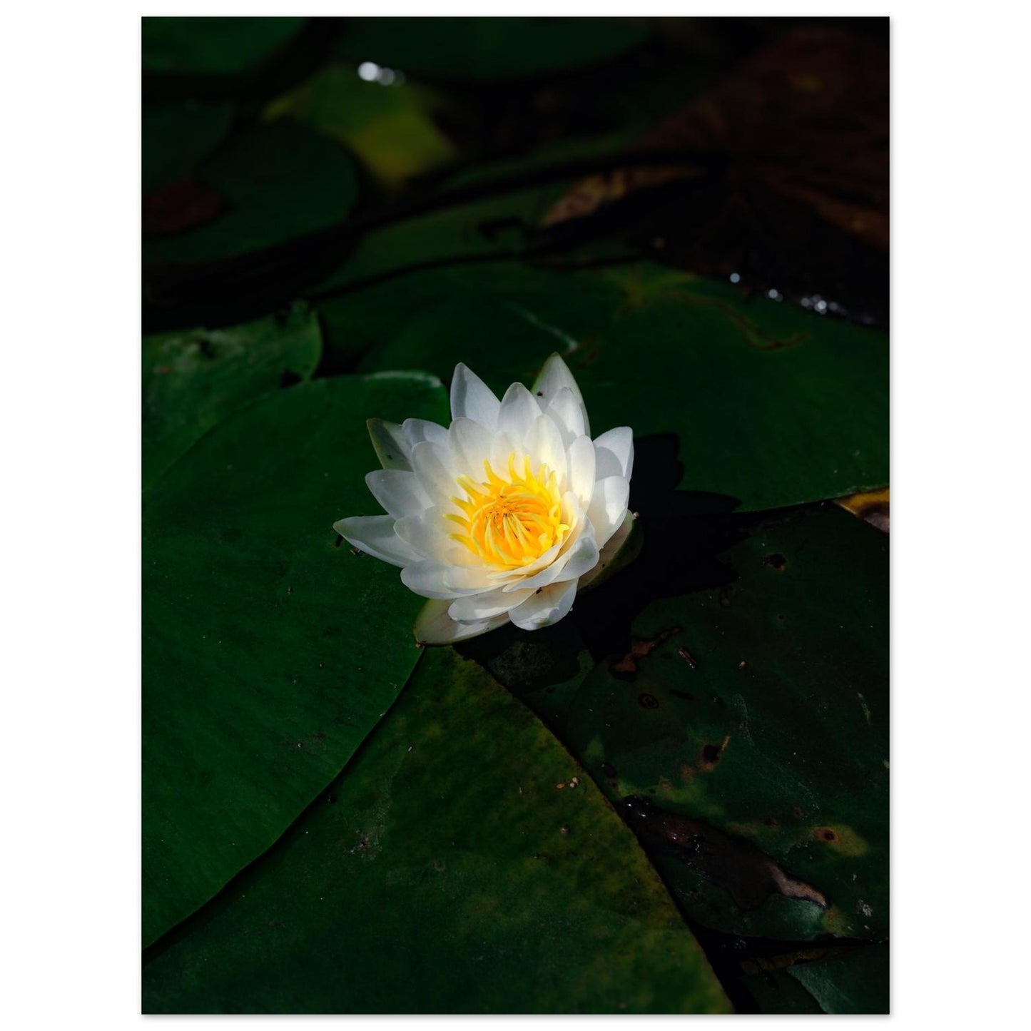 5754f331-5603-49ed-a170-b48db6e7161f