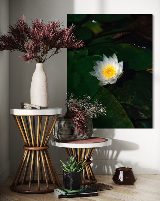 White Lotus Photography Print: Zen Water Lily Wall Art