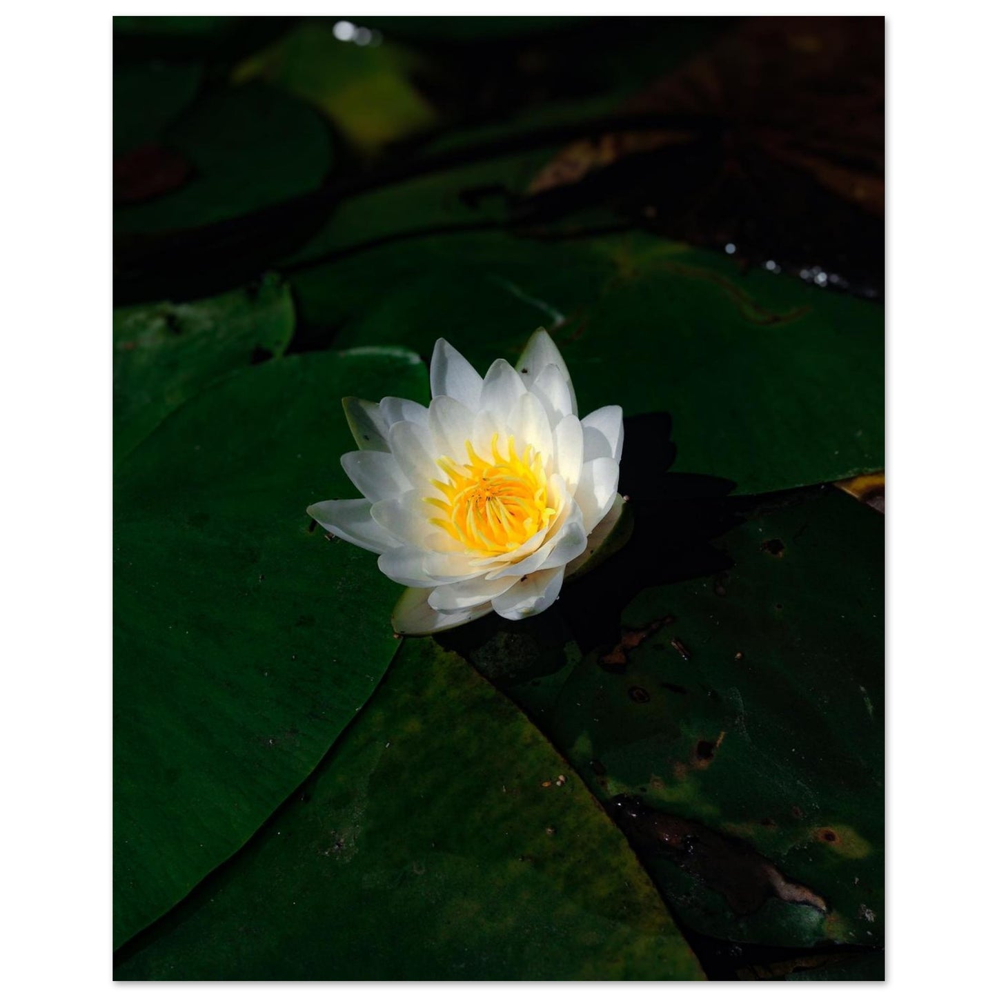 16dc0b1b-b84b-4d57-8167-8e80193c74f5