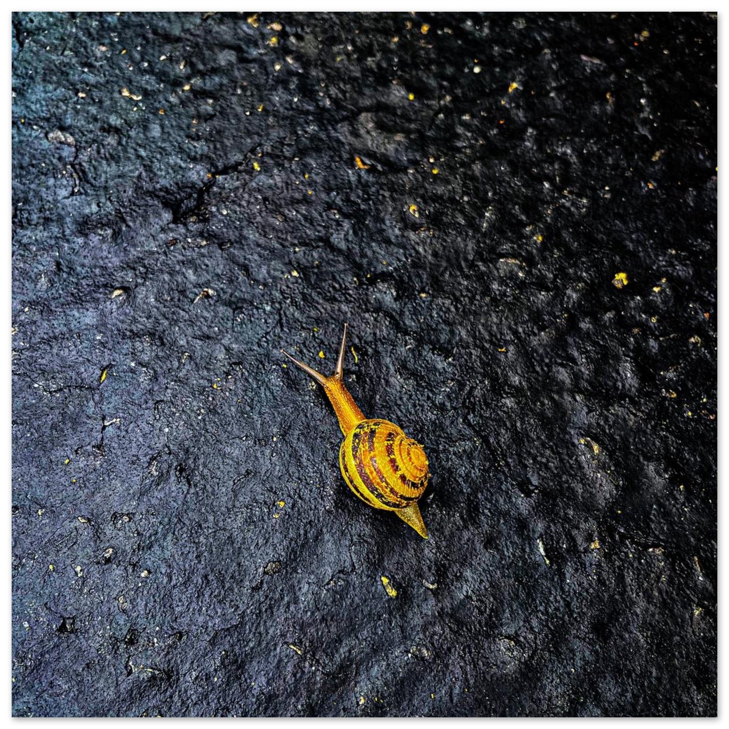 1b0d479c-a34c-4e26-bcd6-b017f6f50311