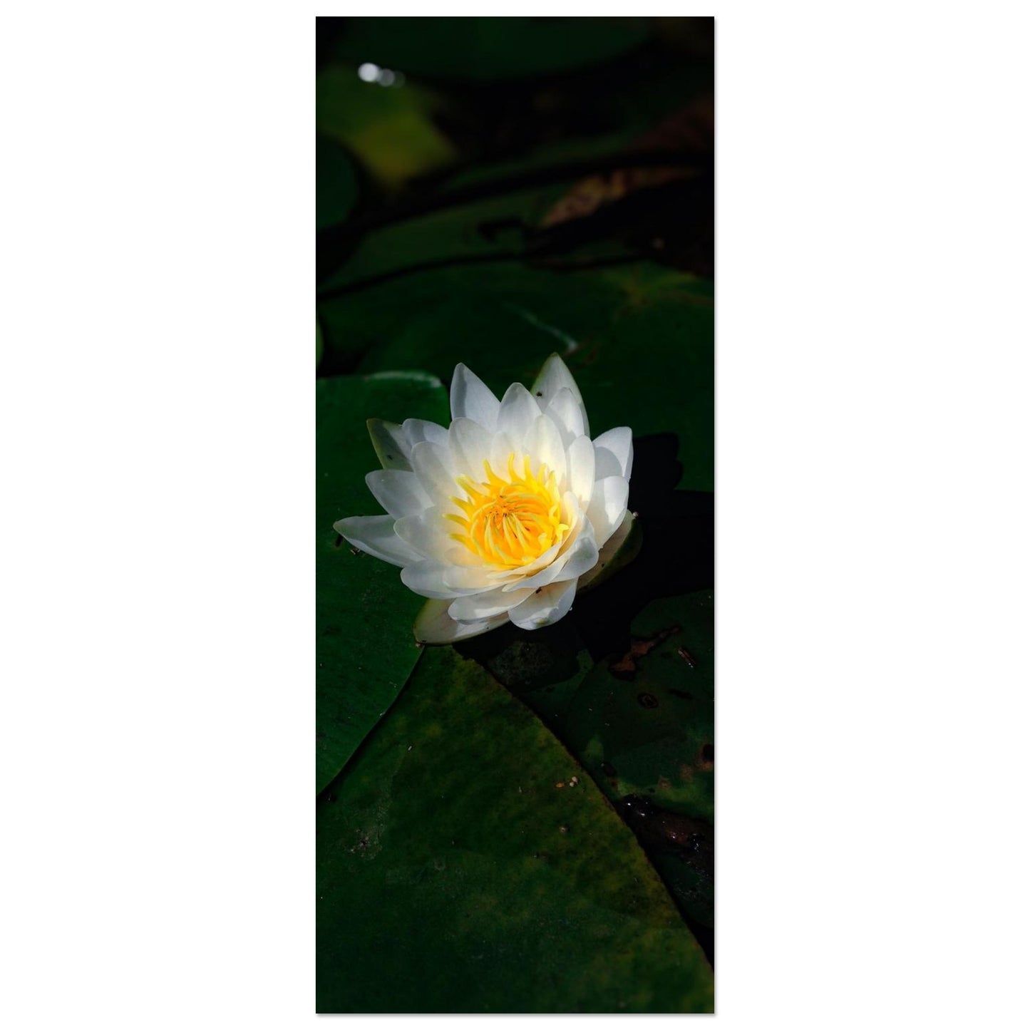 3b8040ca-34a3-4fd0-9fa5-a8e2e8eefc56