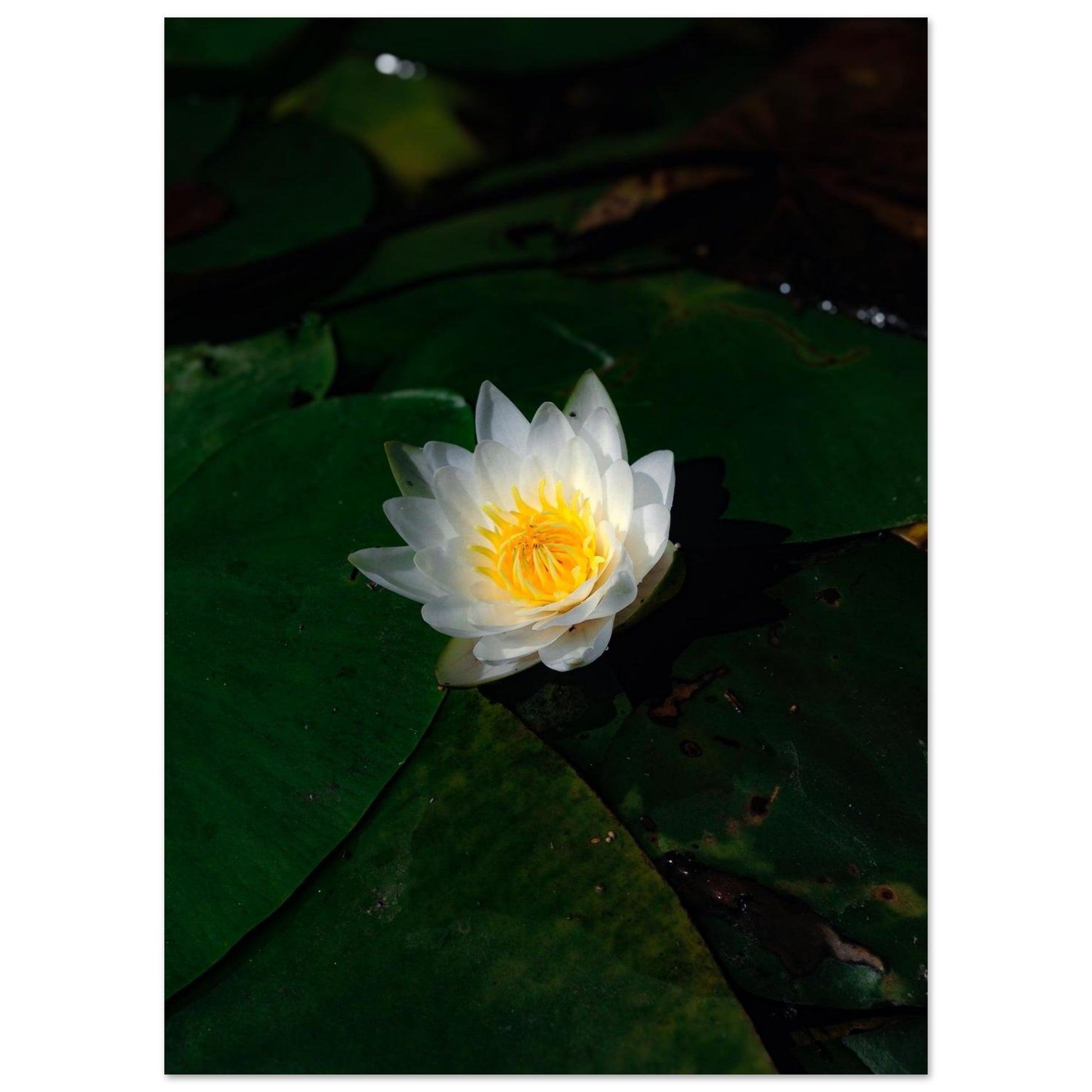 4d9a804f-b6a0-41dd-bd51-95e2a43399fa