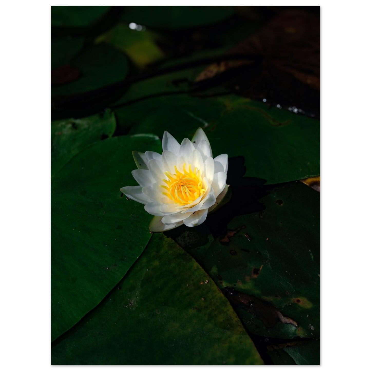 8529b8c1-072c-4f08-ac78-e2d169d96364