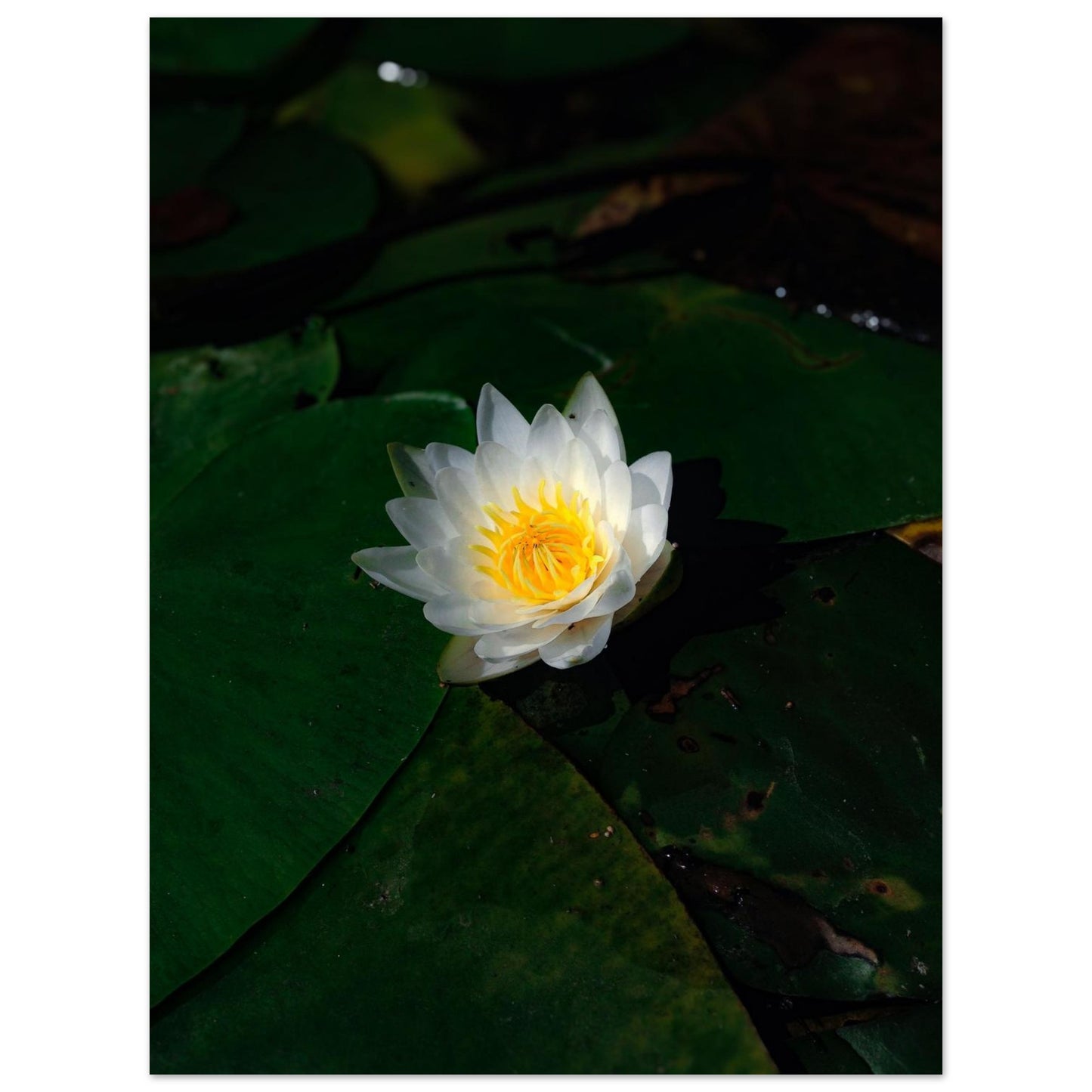 92ea1b90-51f1-4b9b-8ebd-d112c7b69d42