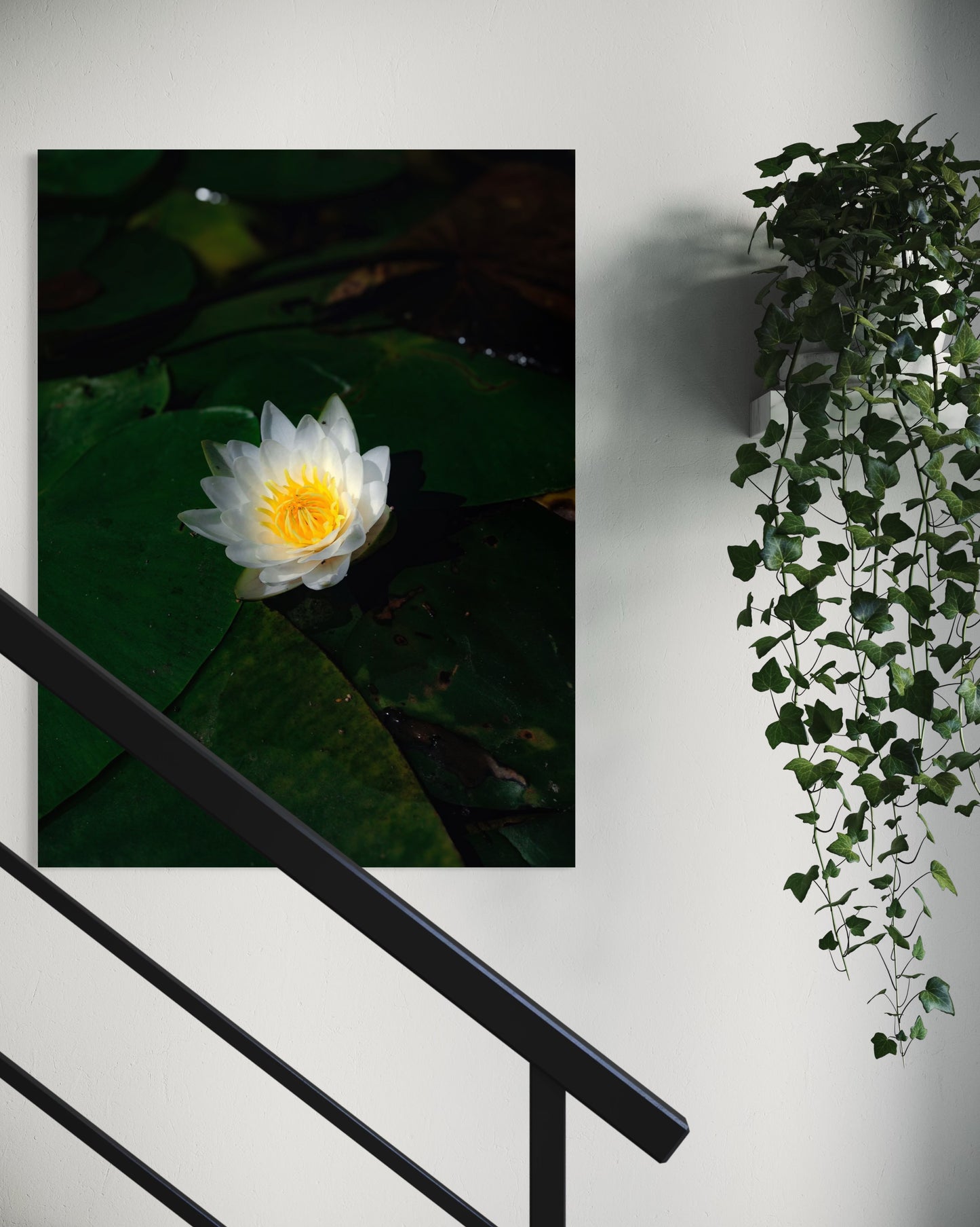White Lotus Photography Print: Zen Water Lily Wall Art