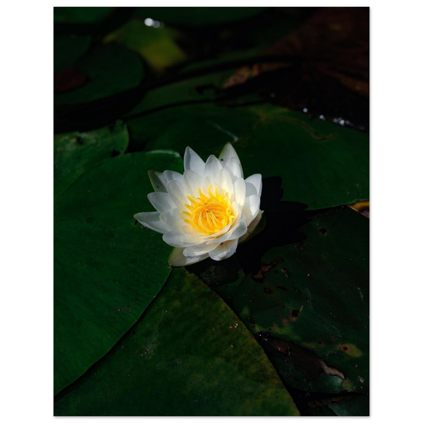 ba4ba78f-879a-4285-9f02-e73fae999db1