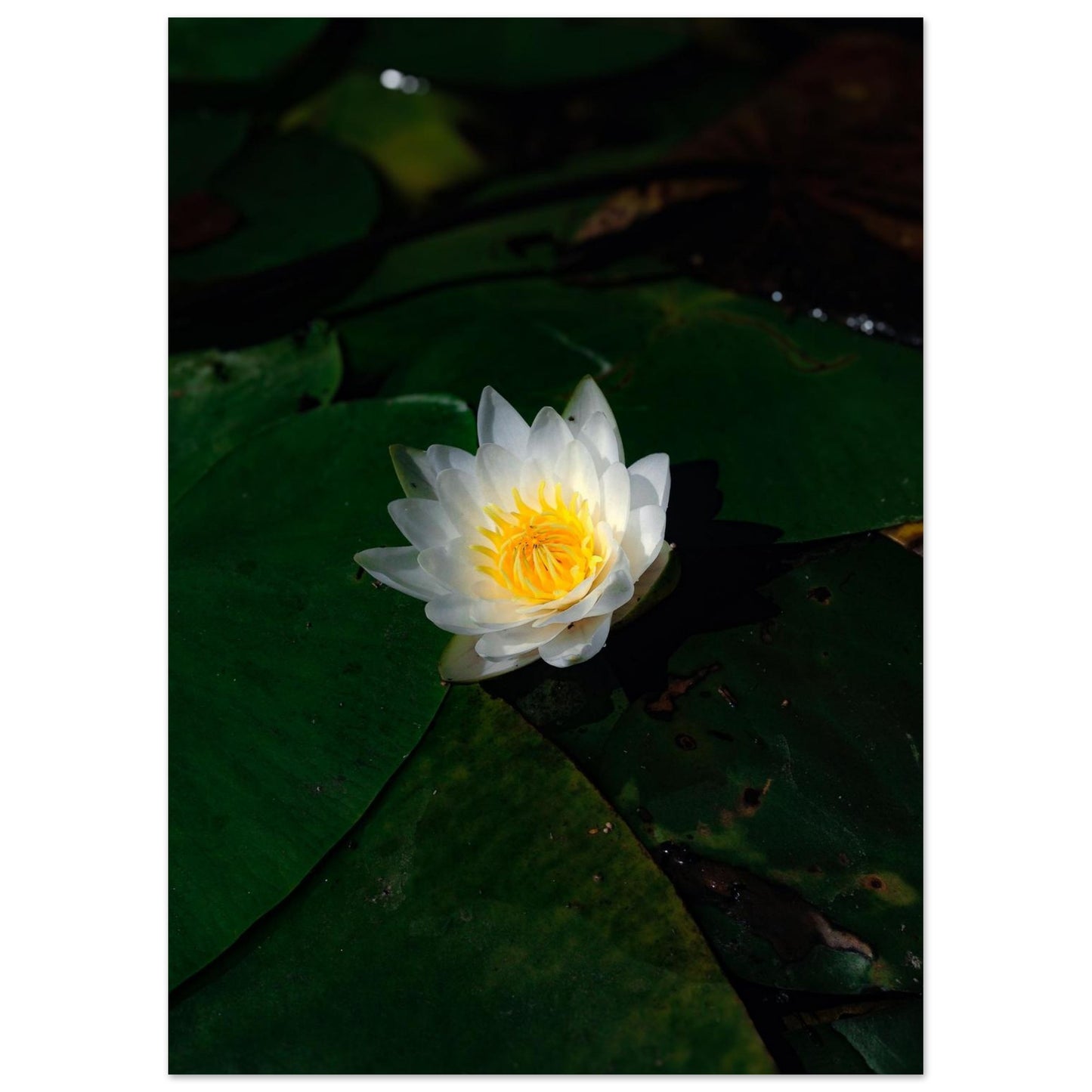 c18cbdde-4eae-4a26-bb06-681f3fcf8eff